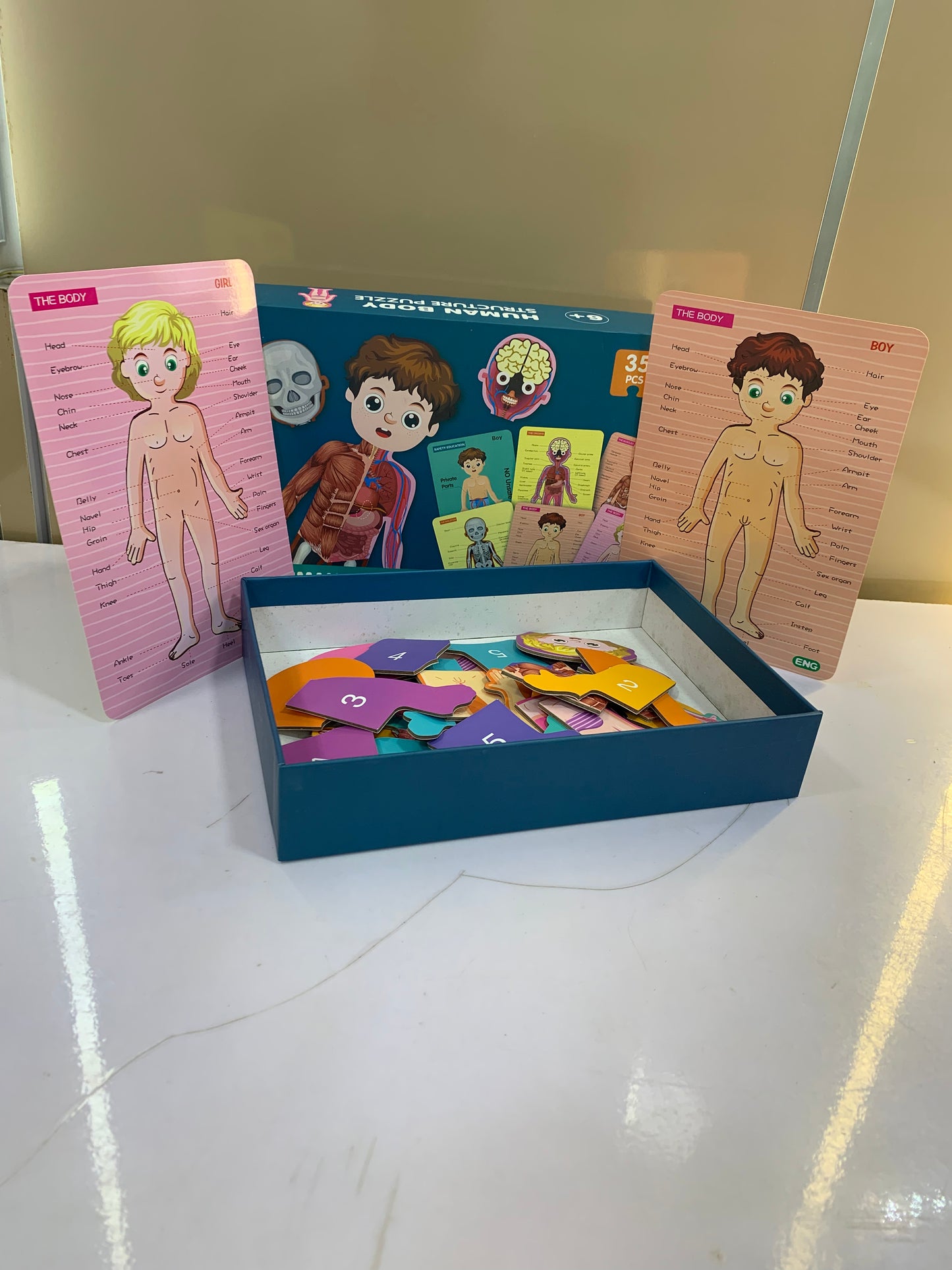 HUMAN BODY STRUCTURE PUZZLE